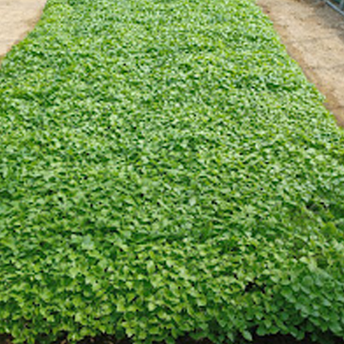 25년 햇들깨( 1kg ) 청주시 미원면 팜넷들깨 ,통들깨,토종